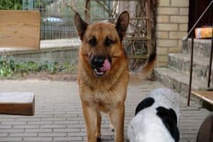 The Best Dog Food For Large Dogs