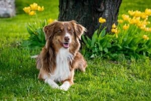 Dog Breeds By Activity Level