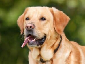 What Are The Best Dog Breeds For Kids