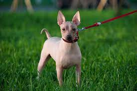 What Are The Hairless Dog Breeds