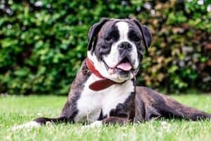 In fact, their bite force is three times that of an average dog. This strength makes them one of the best guard dog breeds.