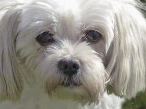 What Are The Hypoallergenic Dog Breeds