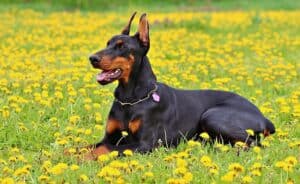 What Are The Best Guard Dog Breeds