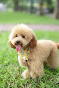 What Are The Smartest Dog Breeds