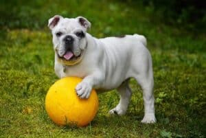 Which Dog Breeds Do Not Bark a Lot