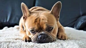What Are The Best Dog Breeds For Kids