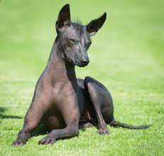 What Are The Hairless Dog Breeds