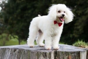 What Are The Best Dog Breeds For Kids