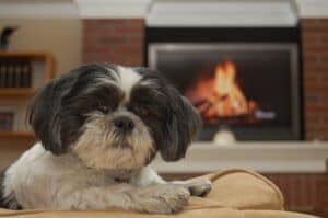 What Are the Best Dog Breeds for Apartments