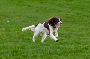 What Are The Best Dog Breeds For Kids
