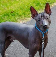 What Are The Hairless Dog Breeds