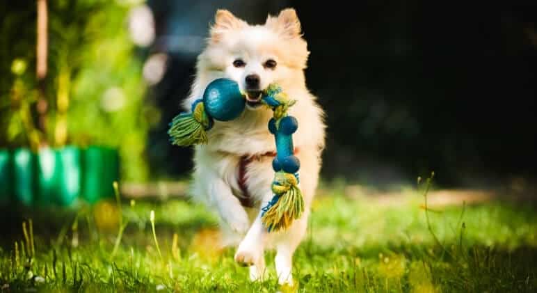 Best Training Tools For Dogs