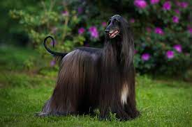 What Are The Long Hair Dog Breeds