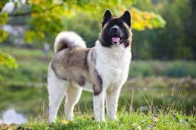 Best Dog Food For Sensitive Stomachs
