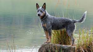 What Dog Breeds Are Easy to Train