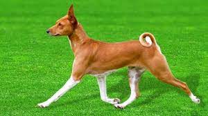 What Are The Smooth Hair Dog Breeds