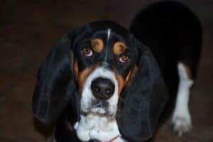 What Are The Short Hair Dog Breeds
