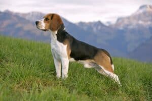 What Are The Medium Hair Dog Breeds