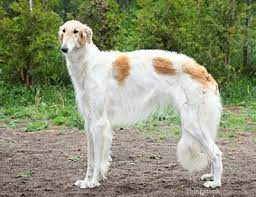 What Are The Long Hair Dog Breeds