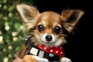 What Are The Short Hair Dog Breeds