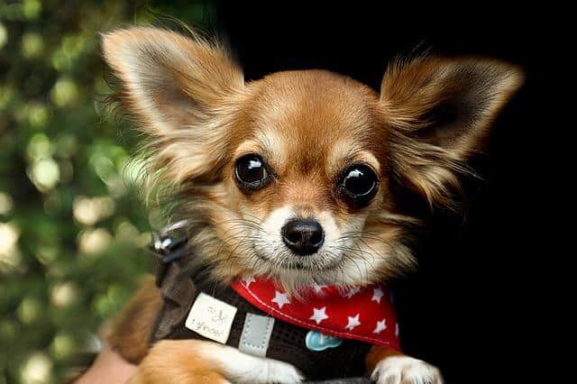 What Dog Toys Are Safe