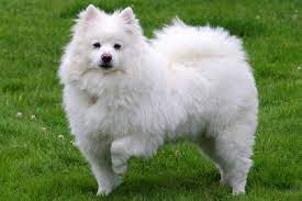 What Are The Smooth Hair Dog Breeds