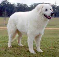 What Are The Smooth Hair Dog Breeds