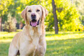 What Are The Short Hair Dog Breeds