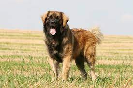 What Are The Medium Hair Dog Breeds