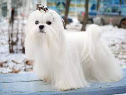 What Are The Smooth Hair Dog Breeds