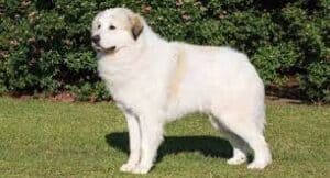 What Are The Smooth Hair Dog Breeds