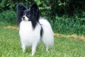 What Are The Long Hair Dog Breeds
