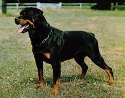 Extra Large Dog Breeds