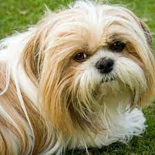 What Are The Long Hair Dog Breeds