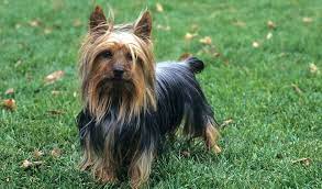 What Small Dog Breeds Make Good Pets