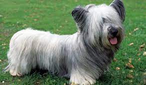 What Are The Long Hair Dog Breeds