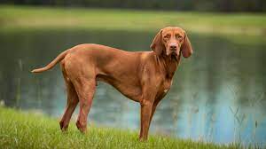 What Are The Smooth Hair Dog Breeds