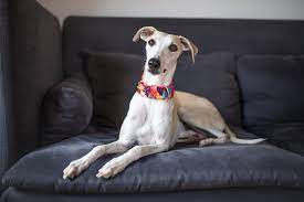 What Are The Smooth Hair Dog Breeds
