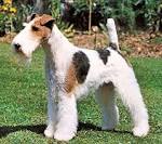 What Are The Short Hair Dog Breeds
