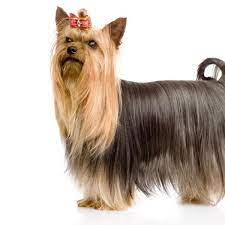 What Are The Long Hair Dog Breeds