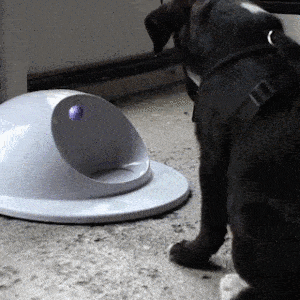 Dog Toys Interactive