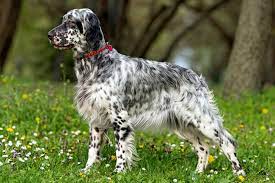Why Medium Dog Breeds Are Better