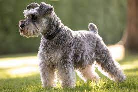 No Shedding Dogs Small
