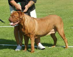 Extra Large Dog Breeds