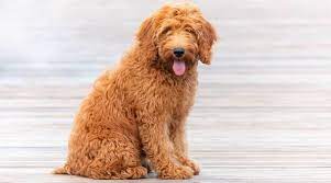 Large Breed Dogs That Don't Shed