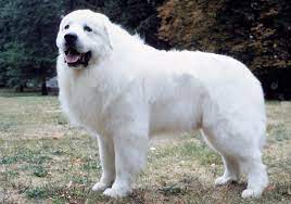 Extra Large Dog Breeds
