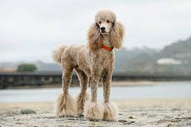 Large Breed Dogs That Don't Shed